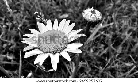 Bellis perennis the daisy is a European species of the family Asteraceae, often considered the archetypal species of the name daisy. Royalty-Free Stock Photo #2459957607