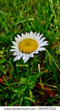 Bellis perennis the daisy is a European species of the family Asteraceae, often considered the archetypal species of the name daisy. Royalty-Free Stock Photo #2459957633