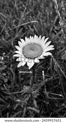 Bellis perennis the daisy is a European species of the family Asteraceae, often considered the archetypal species of the name daisy. Royalty-Free Stock Photo #2459957651