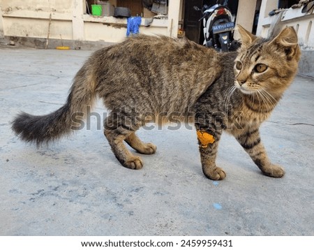 photo or picture of a cat injured on its leg, on the terrace of the house during the day