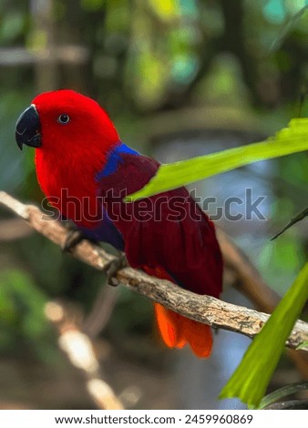 The Eclectus Red Parrot, beautiful photo portrait bird