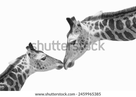 Beautiful Mother Giraffe Closeup With baby In The White Background