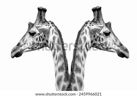 Brother Giraffe Side Face In The White Background 