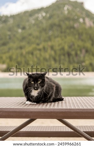 A Big Giant Black Cat on the Picnic Table at the Lake