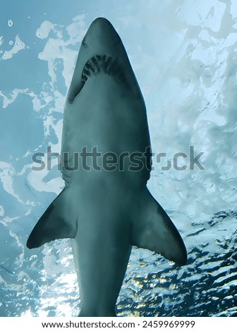 portrait of a shark in the blur background