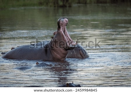 An adult hippo stretches its mouth wide in a show of aggression or a yawn, showing its formidable array of tusks and teeth in its pink mouth at a lake in the Kruger National Park in South Africa. Royalty-Free Stock Photo #2459984845