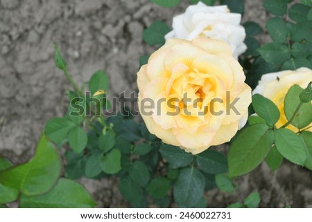Beautiful yellow rose flower closeup in garden, A very beautiful rose flower bloomed on the rose tree, Rose flower, bloom flowers, Natural spring flower,  Nature