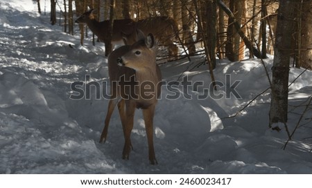 cute deer animal in forest 