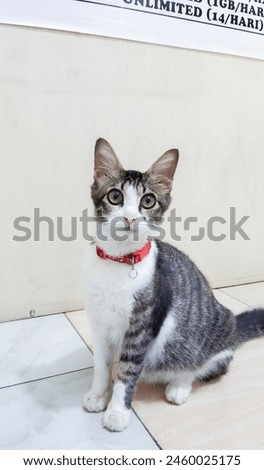 A White and Black Cat With a Red Necklace Standing Staring at the Camera Very Adorable