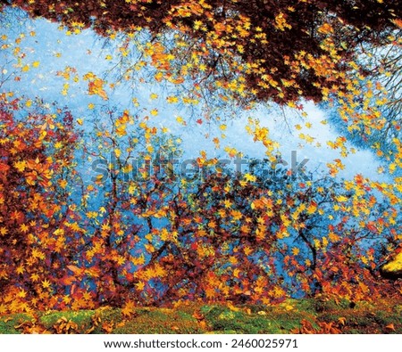 Autumn leaves are reflected in the valley water, and the falling leaves create an abstract image.