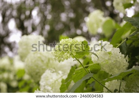 Beautiful White Hydrangea Landscape Photography