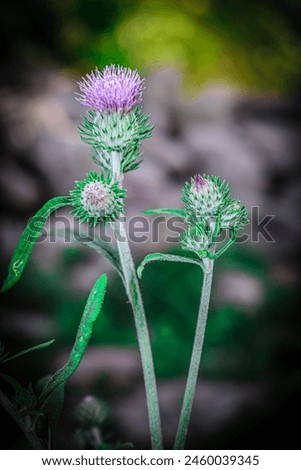 "Vibrant purple thistle flower isolated on white background. This striking botanical image captures the intricate beauty and unique texture of the thistle, a symbol of resilience and strength
