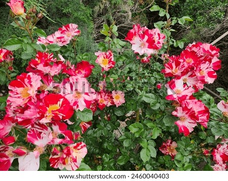 Rosa 'Fourth of July', named an All-America Rose Selections in 1999 Royalty-Free Stock Photo #2460040403