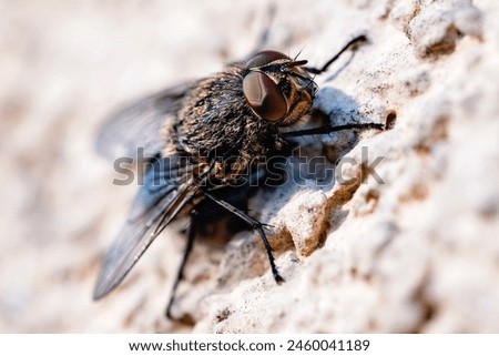 A macro photographed fly sitting and relaxing in the light and warmth of the sun.