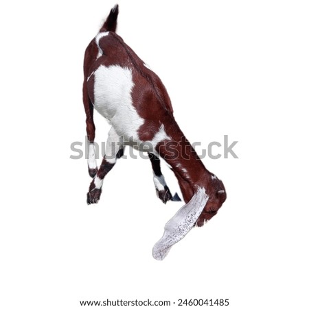white brown goat isolated on white background,goat eating food, animal, animal picture