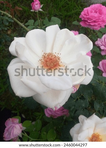 green, background, white, Rose, flower, picture.