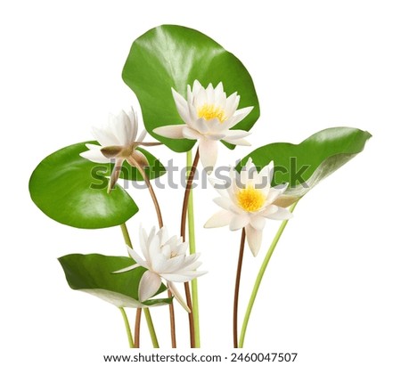Beautiful lotus flowers with long stems isolated on white