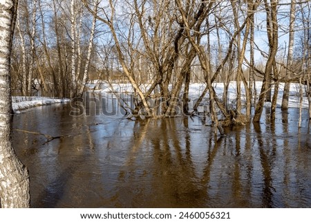 A flooded forest scene with bare birch trees and patches of snow, reflecting in the water. Sunlight illuminates the leafless branches and the waterlogged ground Royalty-Free Stock Photo #2460056321