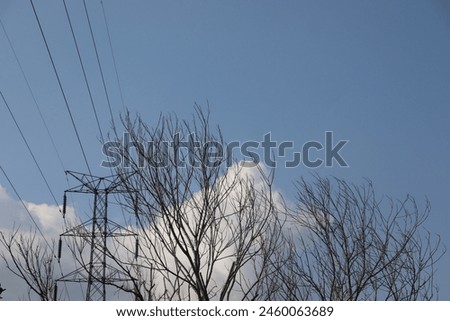 Standing tall, a dry tree juxtaposed with a sturdy electric pole against a bright sky background. Royalty-Free Stock Photo #2460063689