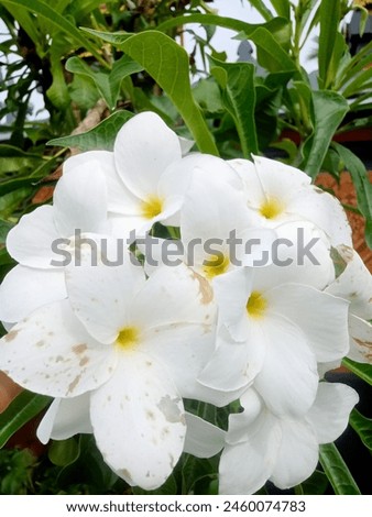Frangipani or semboja is a group of plants in the Plumeria genus. The shape is a small tree with sparse but thick leaves. The fragrant flowers are very distinctive, with a white to purplish red crown. Royalty-Free Stock Photo #2460074783
