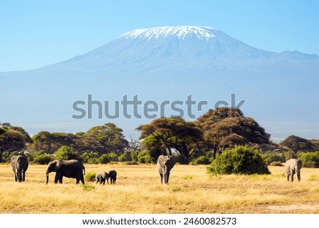 The famous African park Amboseli. The highest mountain in Africa, Kilimanjaro, with a cap of eternal snows on top. Herd of African elephants with huge ears and small tails Royalty-Free Stock Photo #2460082573