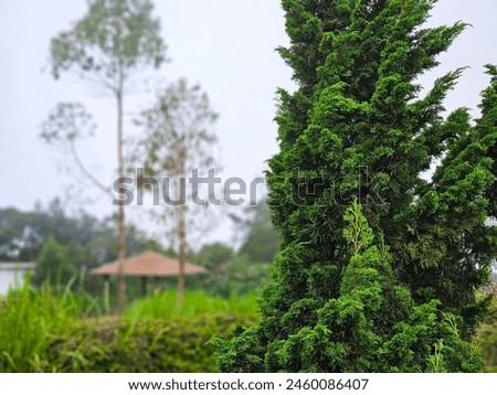Close-up photo of Cupressus sempervirens or Mediterranean Cypress in a garden. Royalty-Free Stock Photo #2460086407