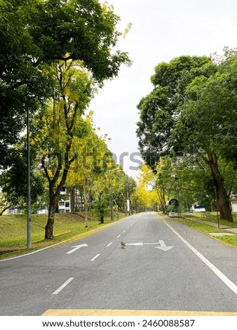 The asphalt road lined with trees on both sides in the daytime.