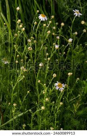 Tripleurospermum maritimum Matricaria maritima is a species of flowering plant in the aster family commonly known as false mayweed or sea mayweed. Royalty-Free Stock Photo #2460089913