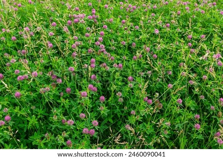 This is the wildflower Trifolium alpestre, the Purple globe clover or Owl-head clover, from the family Fabaceae. Royalty-Free Stock Photo #2460090041