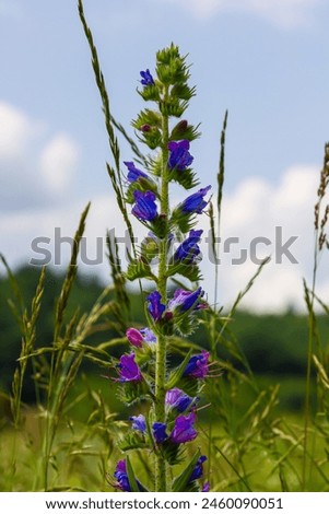 Viper's bugloss or blueweed Echium vulgare flowering in meadow on the natural green blue background. Macro. Selective focus. Front view. Royalty-Free Stock Photo #2460090051