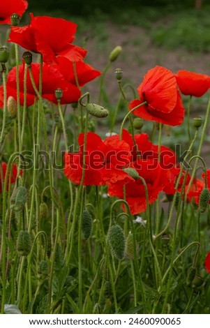 Papaver rhoeas or common poppy, red poppy is an annual herbaceous flowering plant in the poppy family, Papaveraceae, with red petals. Royalty-Free Stock Photo #2460090065