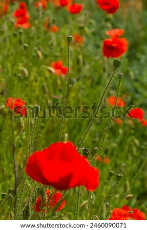 Papaver rhoeas or common poppy, red poppy is an annual herbaceous flowering plant in the poppy family, Papaveraceae, with red petals. Royalty-Free Stock Photo #2460090071