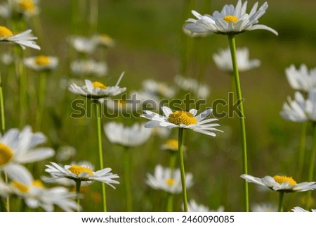 Wild daisy flowers growing on meadow, white chamomiles. Oxeye daisy, Leucanthemum vulgare, Daisies, Dox-eye, Common daisy, Dog daisy, Gardening concept. Royalty-Free Stock Photo #2460090085