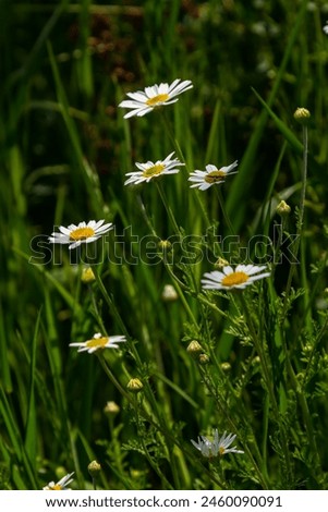 Tripleurospermum maritimum Matricaria maritima is a species of flowering plant in the aster family commonly known as false mayweed or sea mayweed. Royalty-Free Stock Photo #2460090091