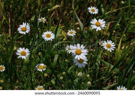 Tripleurospermum maritimum Matricaria maritima is a species of flowering plant in the aster family commonly known as false mayweed or sea mayweed. Royalty-Free Stock Photo #2460090095