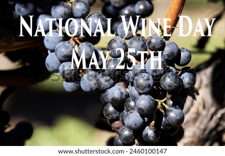 National Wine Day May 25 25th. Close up macro black purple grapes grape cluster. Ripe ripened on the vine grapevine. Vineyard winery. Ready to pick harvest. Grower wine maker making. Alcohol beverage. Royalty-Free Stock Photo #2460100147