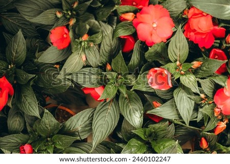 Flowers with leaves, natural natural background , screensaver