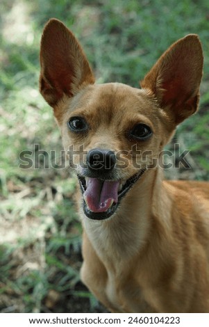 Apple Head Chihuahua is a tiny dog with a rounded skull resembling an apple. They're affectionate, bold, and low-maintenance in terms of grooming and exercise. They're small in size, weigh 2-6 pounds.