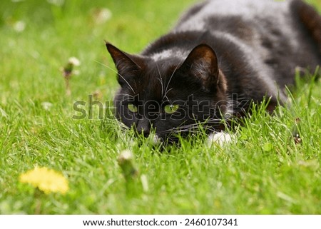 A cute cat, tuxedo pattern black and white bicolour lying in a green grass ready to jump Royalty-Free Stock Photo #2460107341