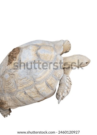 a photography of a turtle that is laying down on its back.