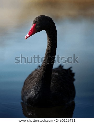 This is a photo of a black swan that I met in a lake in a park in Japan