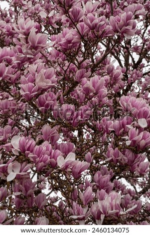 Close up of magnolia flowers blooming on branches in the early spring in France.
