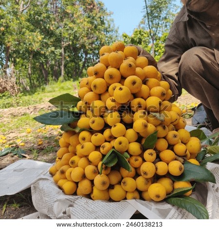 loqat fruit from farms ready to go for market