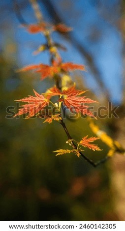 Small maple tree. Close up picture of a red Japanese maple leaf. Autumn or fall vibes