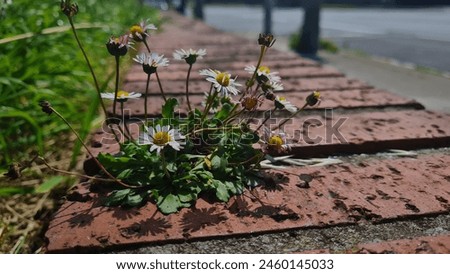 Urban Resilience: Picture of a Vibrant Plant Thriving, Growing from the Cracks of a Block of Bricks on the Street, Symbolizing Nature's Tenacity and Beauty Amidst Urban Landscape