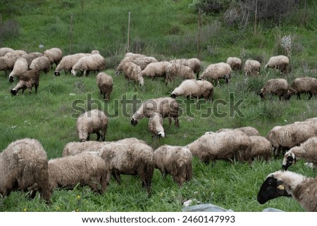 sheep grazing in the green field