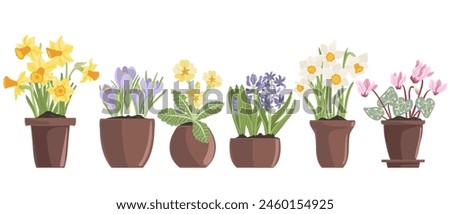 bulbous flowering plants in pots, spring flowers, vector drawing floral elements, hand drawn botanical illustration Royalty-Free Stock Photo #2460154925