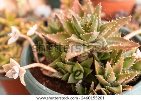 Aloe plants growing on pot. Succulents for poster, calendar, post, screensaver, wallpaper, postcard, banner, cover, website. High quality photography