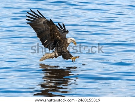 Bald Eagle Catching Fish from The River