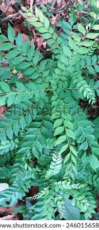 Bergera koenigii is a tropical or subtropical evergreen tree native to Asia. The leaves are very aromatic and are used as a key flavoring in Indian cuisine.  Royalty-Free Stock Photo #2460156585